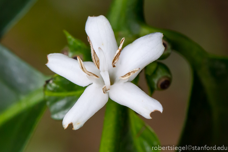 coffee flower